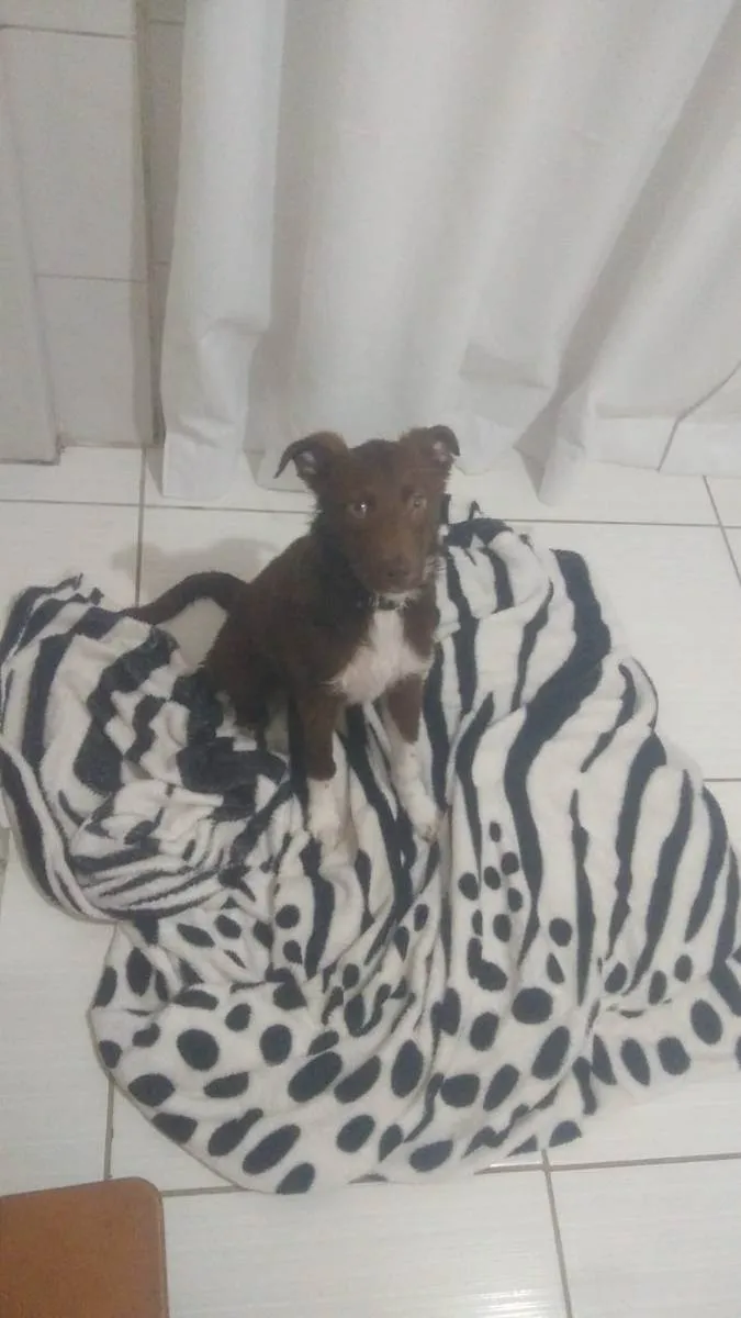 Cachorro ra a Viralata idade 1 ano nome Tedsy