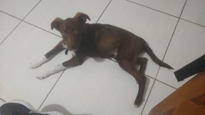 Cachorro ra a Viralata idade 1 ano nome Tedsy