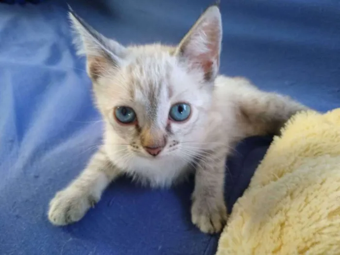 Gato ra a Desconheço  idade 2 a 6 meses nome Filhote