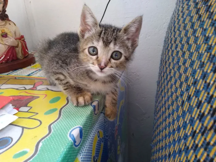 Gato ra a Desconheço  idade 2 a 6 meses nome Filhote