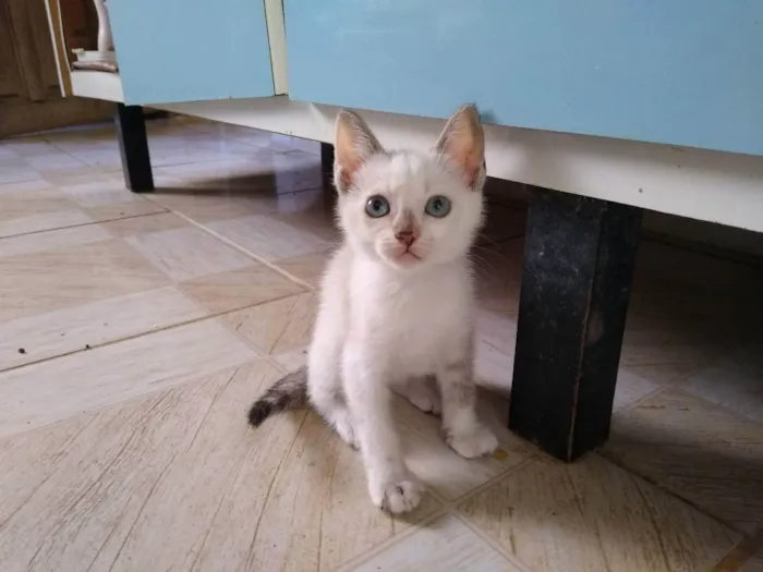 Gato ra a Desconheço  idade 2 a 6 meses nome Filhote