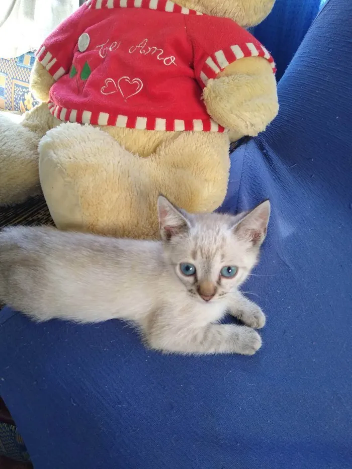Gato ra a Desconheço  idade 2 a 6 meses nome Filhote
