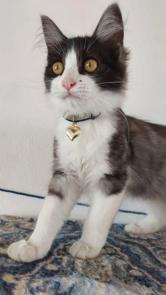 Gato raça SRD idade 2 a 6 meses nome PIRULITO CASTRADO