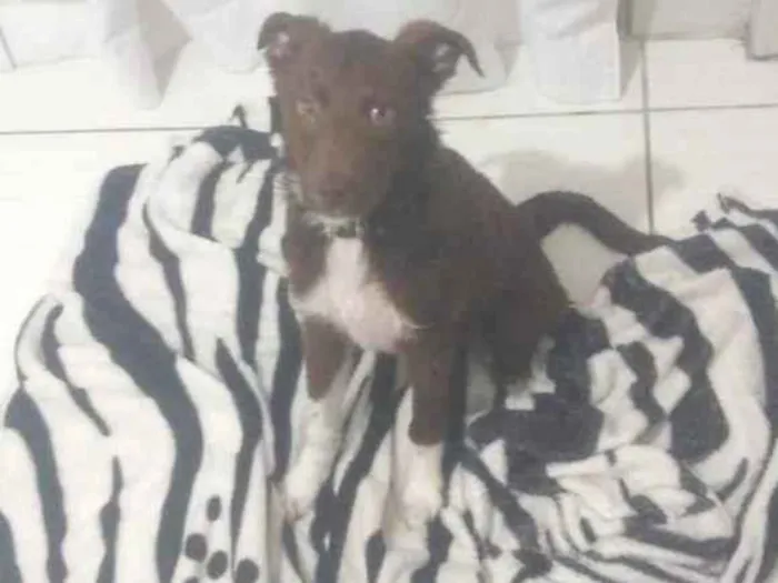 Cachorro ra a Viralata idade 1 ano nome Tedsy