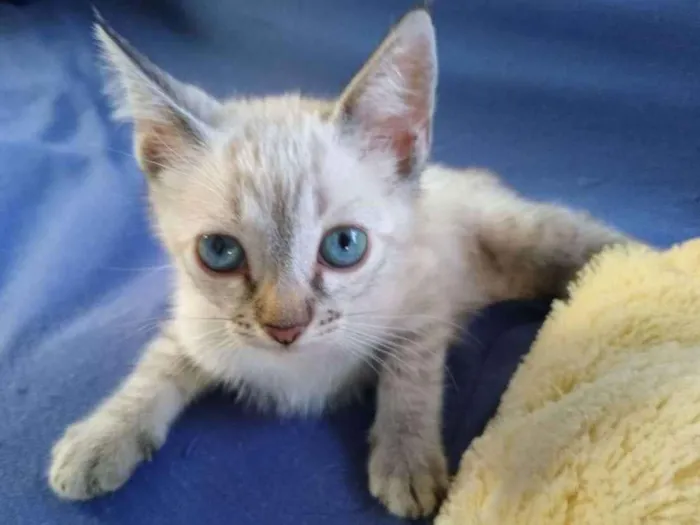 Gato ra a Desconheço  idade 2 a 6 meses nome Filhote