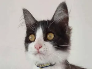 Gato raça SRD idade 2 a 6 meses nome PIRULITO CASTRADO