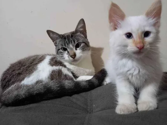 Gato raça  idade 1 ano nome Théo e pepa 