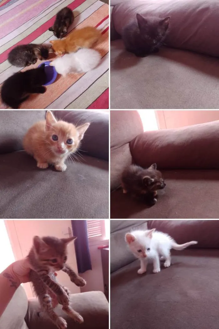 Gato ra a Sem raça  idade 2 a 6 meses nome Sem nome