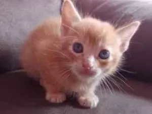 Gato raça Sem raça  idade 2 a 6 meses nome Sem nome