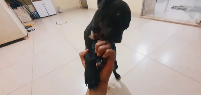 Cachorro ra a Pitbull brasileiro idade Abaixo de 2 meses nome Trovão