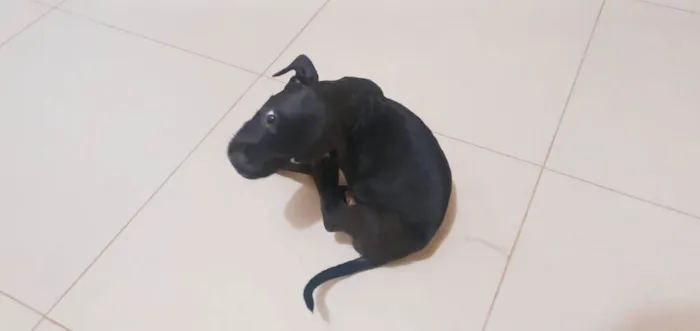 Cachorro ra a Pitbull brasileiro idade Abaixo de 2 meses nome Trovão