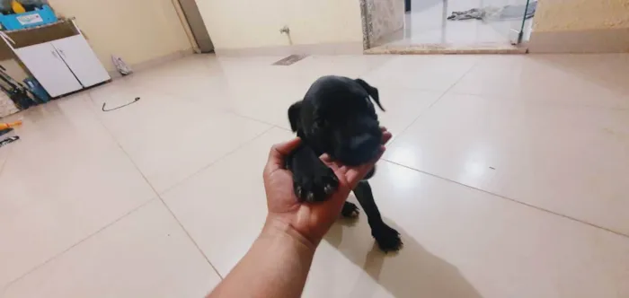 Cachorro ra a Pitbull brasileiro idade Abaixo de 2 meses nome Trovão