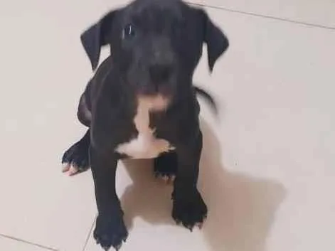 Cachorro ra a Pitbull brasileiro idade Abaixo de 2 meses nome Trovão