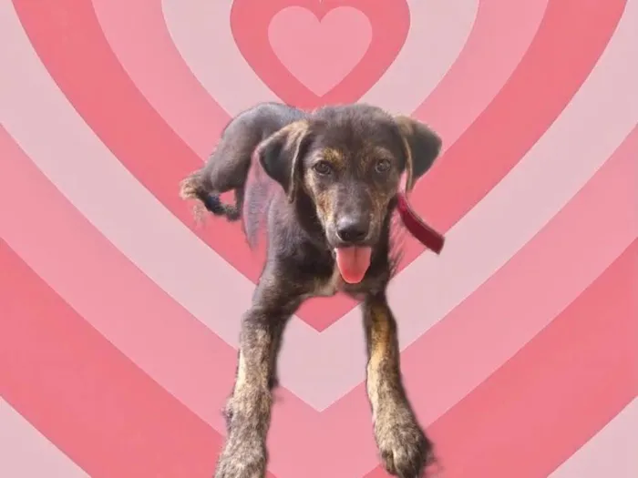 Cachorro raça Srd idade 2 a 6 meses nome Ricky bb4meses lindo