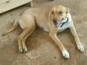 Cachorro raça Sem conhecimento  idade  nome Filomena