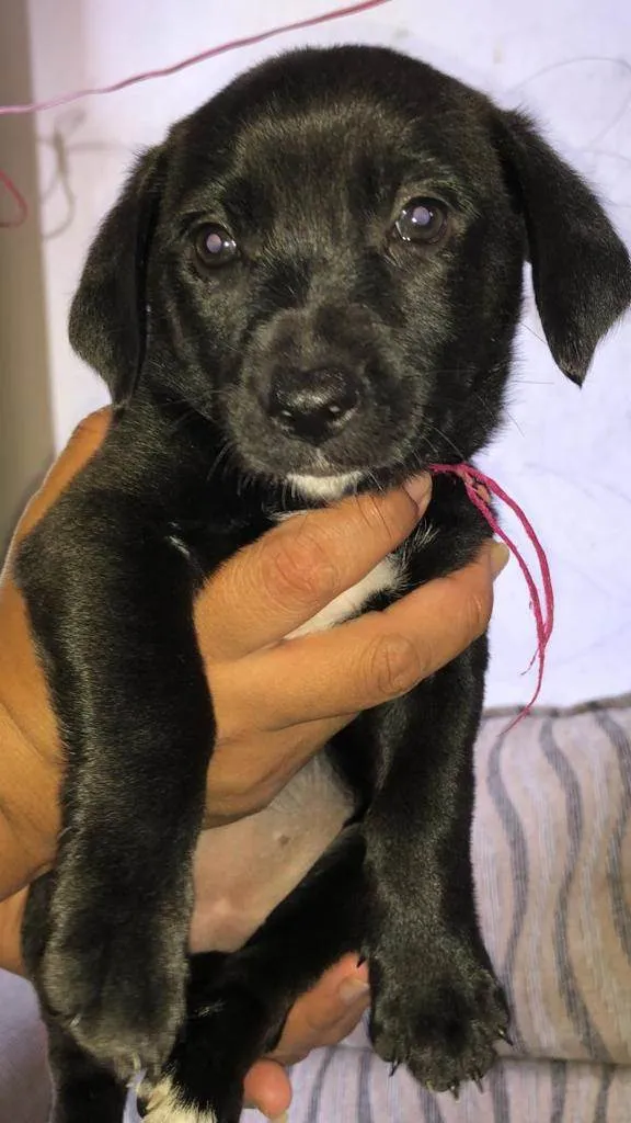 Cachorro ra a SRD idade 2 a 6 meses nome Filhotinhos pretos