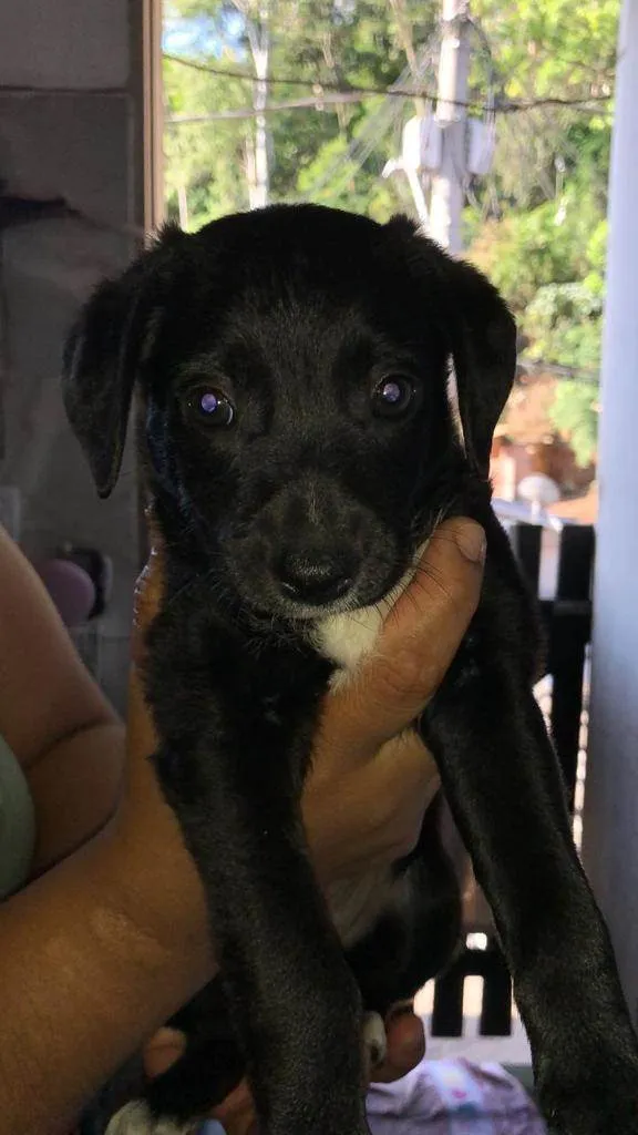 Cachorro ra a SRD idade 2 a 6 meses nome Filhotinhos pretos