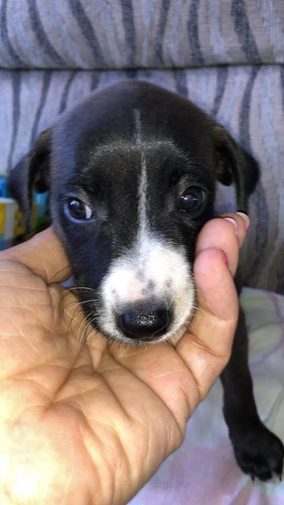 Cachorro ra a SRD idade 2 a 6 meses nome Filhotinhos pretos