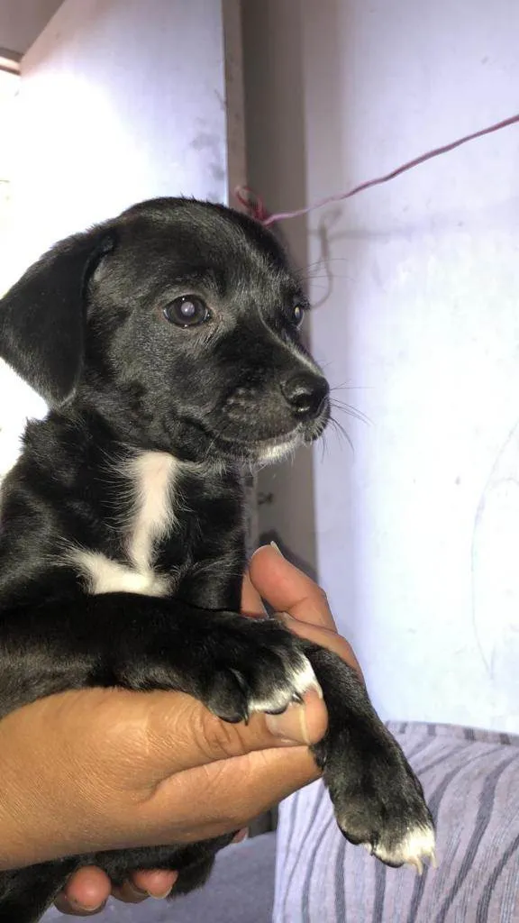 Cachorro ra a SRD idade 2 a 6 meses nome Filhotinhos pretos