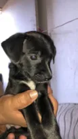 Filhotinhos pretos