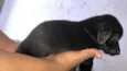 Filhotinhos pretos