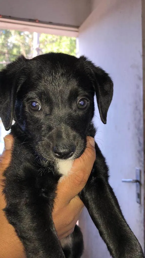 Cachorro ra a SRD idade 2 a 6 meses nome Filhotinhos pretos
