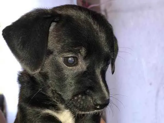 Cachorro ra a SRD idade 2 a 6 meses nome Filhotinhos pretos