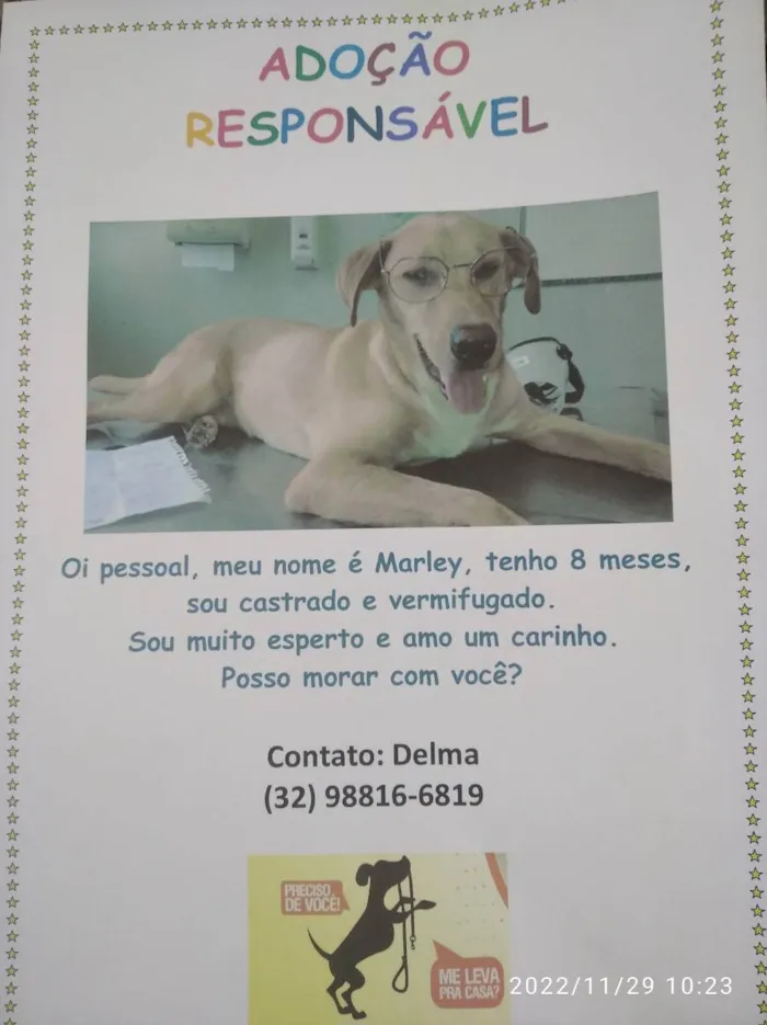 Cachorro ra a Vira lata idade 7 a 11 meses nome Marley 