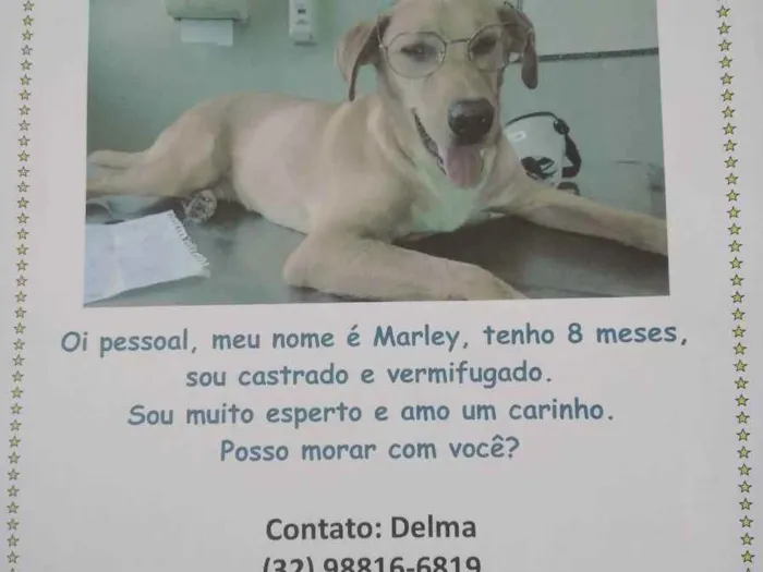 Cachorro ra a Vira lata idade 7 a 11 meses nome Marley 