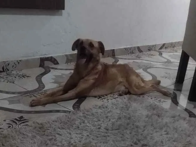 Cachorro ra a SRD idade 4 anos nome Bing