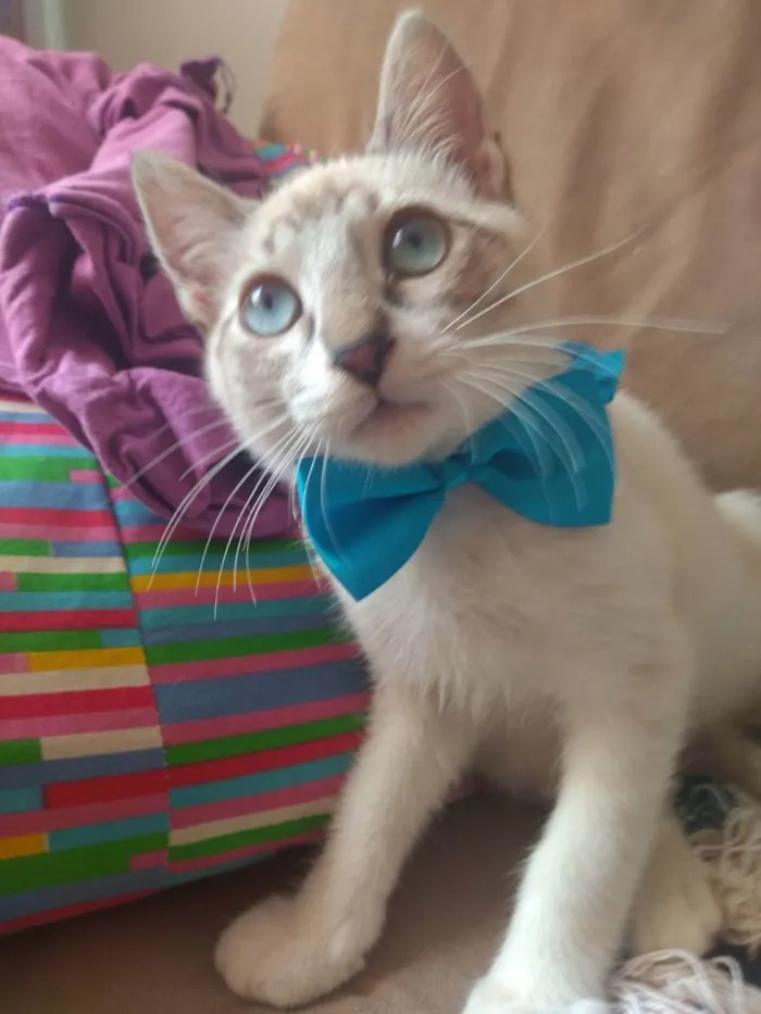 Gato ra a SRD idade 2 a 6 meses nome MARLON BRANDO