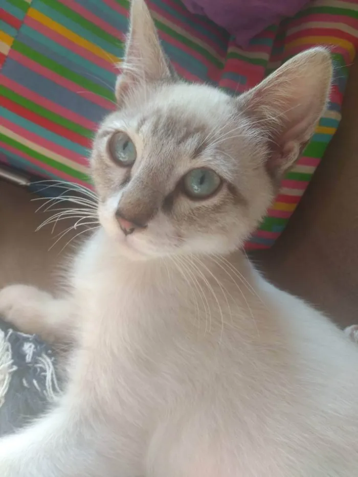 Gato ra a SRD idade 2 a 6 meses nome MARLON BRANDO