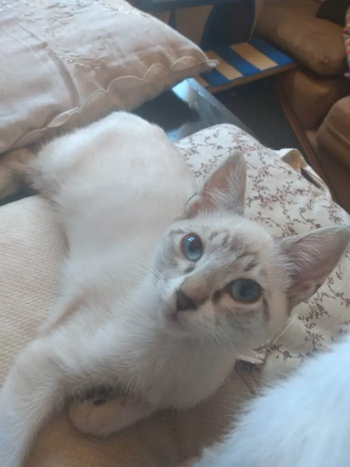 Gato ra a SRD idade 2 a 6 meses nome MARLON BRANDO