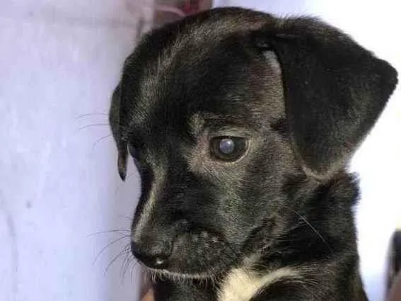 Cachorro ra a SRD idade 2 a 6 meses nome Filhotinhos pretos