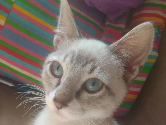 Gato ra a SRD idade 2 a 6 meses nome MARLON BRANDO