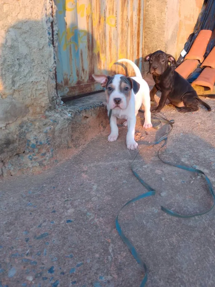 Cachorro raça American bully com buldogue  idade 2 a 6 meses nome Odin e Kali