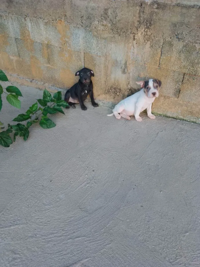 Cachorro raça American bully com buldogue  idade 2 a 6 meses nome Odin e Kali