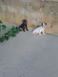 Odin e Kali