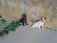 Odin e Kali