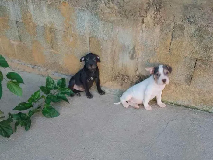 Cachorro raça American bully com buldogue  idade 2 a 6 meses nome Odin e Kali