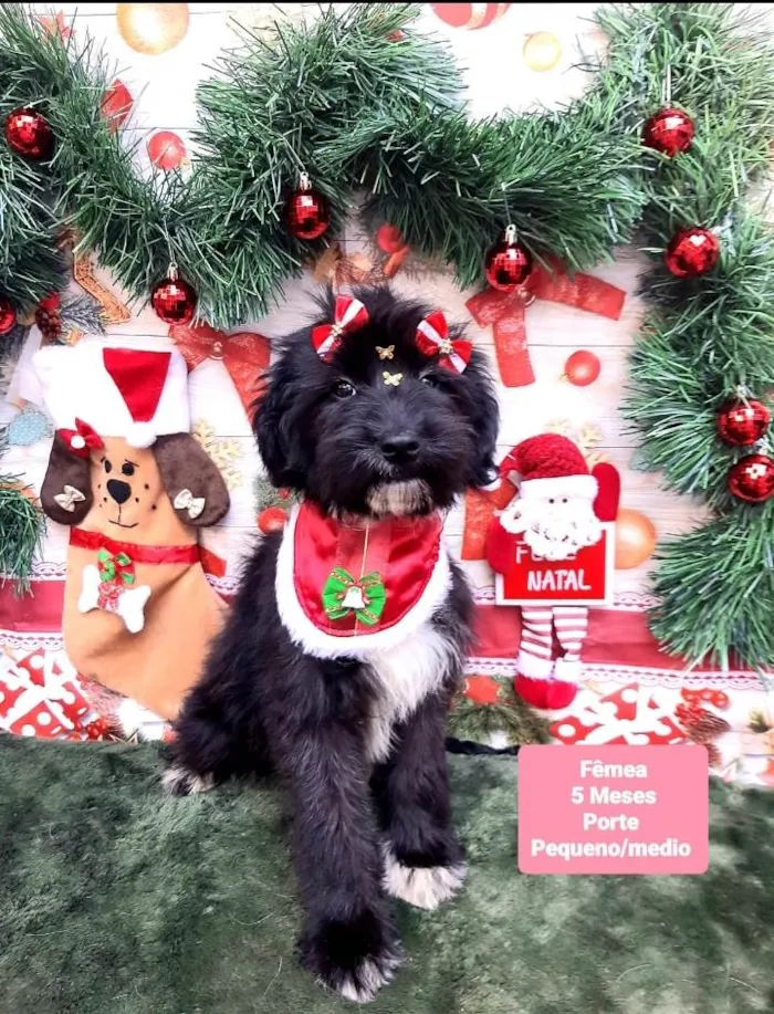 Cachorro raça Srd idade 2 a 6 meses nome Isa 