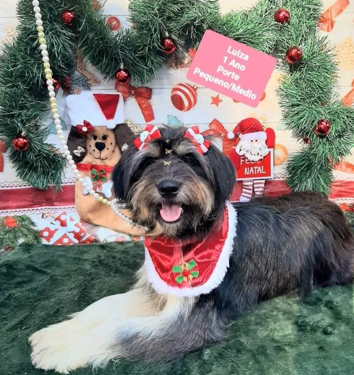 Cachorro raça Srd idade 1 ano nome Luiza