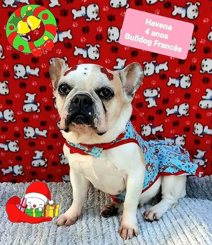 Cachorro raça Bulldog francês  idade 4 anos nome Havena 