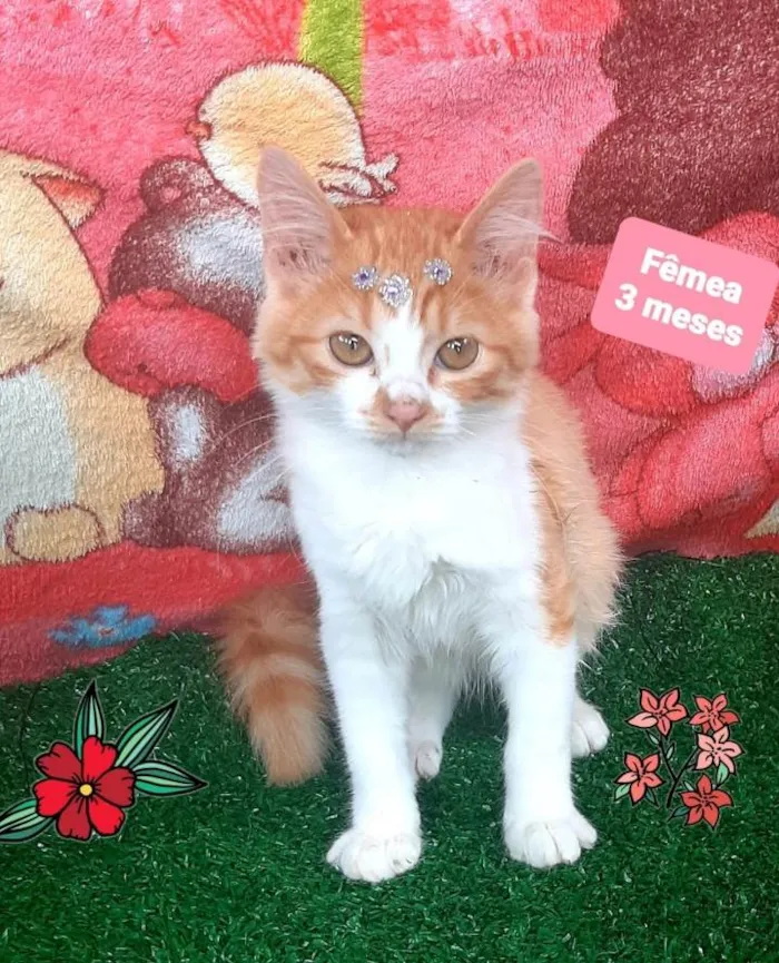 Gato raça Srd idade 2 a 6 meses nome Luiza G