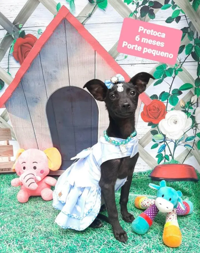 Cachorro raça Srd idade 2 a 6 meses nome Pretoca