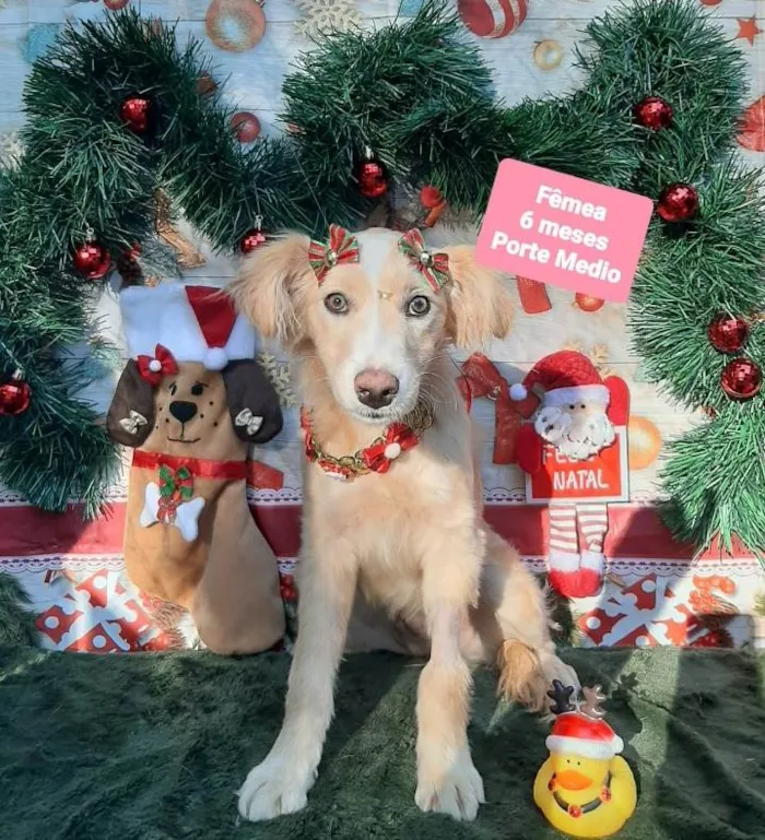 Cachorro raça Srd idade 2 a 6 meses nome Chiquinha