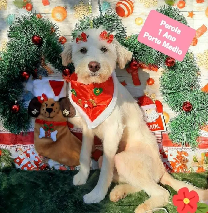 Cachorro raça Srd idade 1 ano nome Pérola 