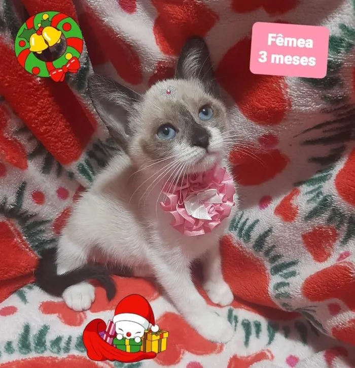 Gato raça Srd idade 2 a 6 meses nome Lulu