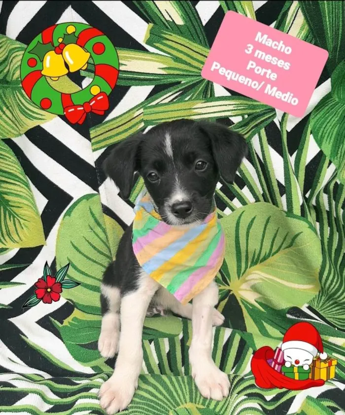 Cachorro raça Srd idade 2 a 6 meses nome Zeca