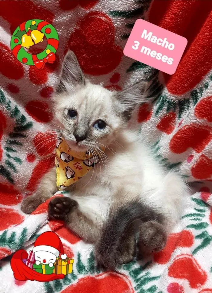 Gato raça Srd idade 2 a 6 meses nome Luis 